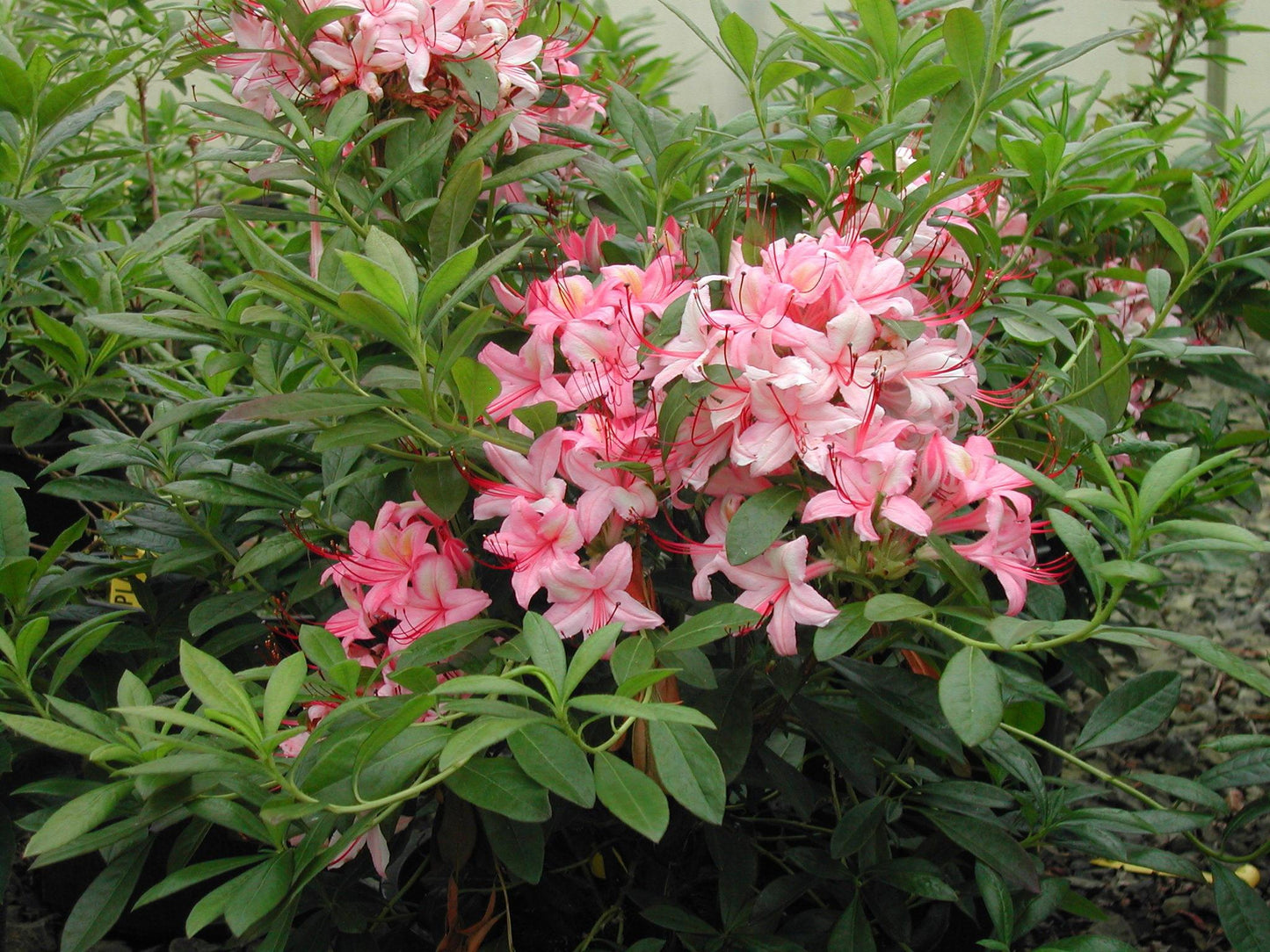 Azalea Pink And Sweet - View 9 from www redcrocus com