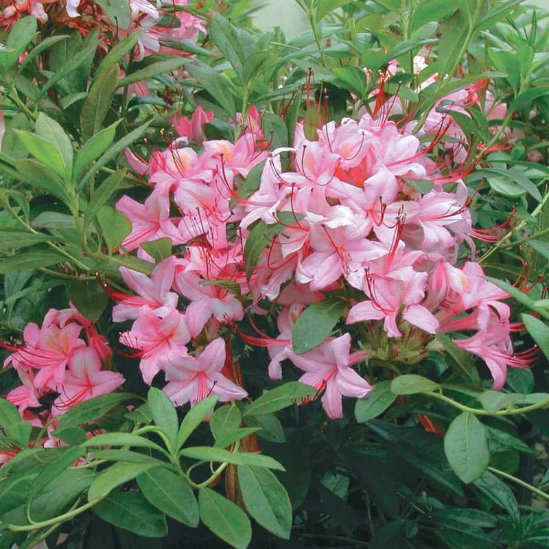 Azalea Pink And Sweet - View 9 from www redcrocus com