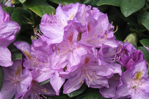 Rhododendron Minnetonka - View 17 from www redcrocus com