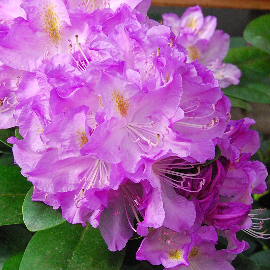 philodendron rhododendron RedCrocus Minnetonka Rhododendron- Evergreen Shrub with Pink Flowers, Partial Sun, Acidic Soil, Pollinator Attractant, Potted or Garden Use 2/3' w B&B
