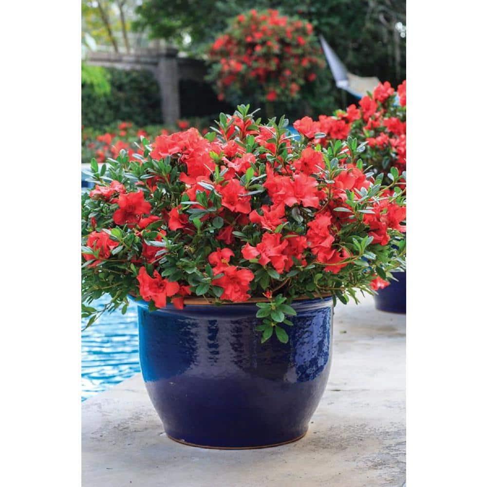 Azalea Johanna - View 10 from www redcrocus com