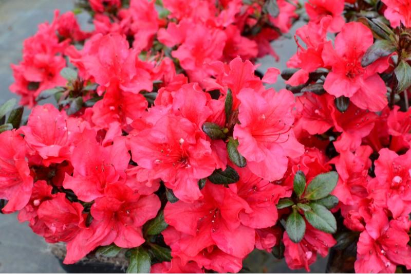 Azalea Johanna - View 12 from www redcrocus com