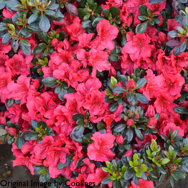 Azalea Johanna - View 13 from www redcrocus com