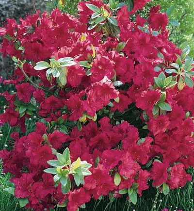 Azalea Johanna - View 14 from www redcrocus com