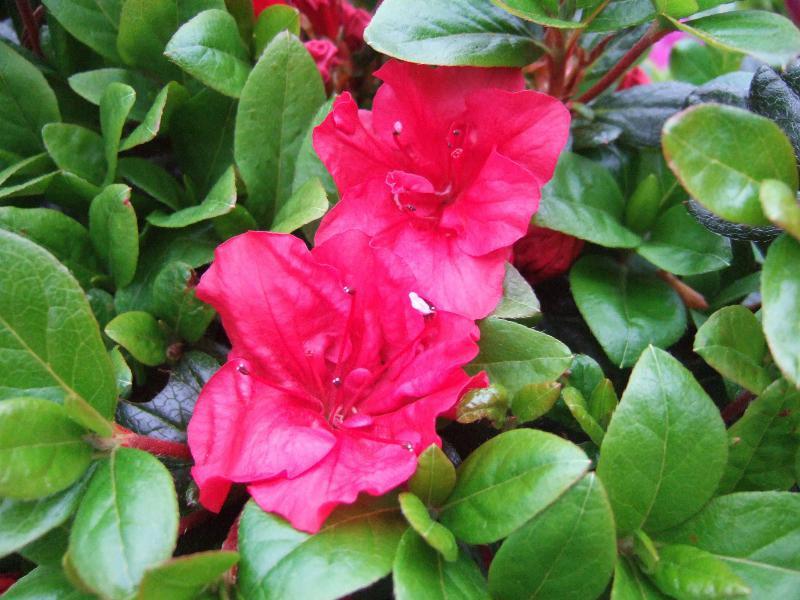 Azalea Johanna - View 15 from www redcrocus com