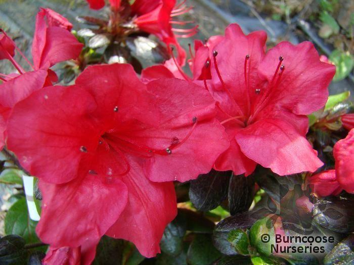 Azalea Johanna - View 16 from www redcrocus com
