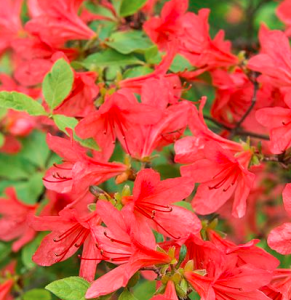 Azalea Johanna - View 17 from www redcrocus com