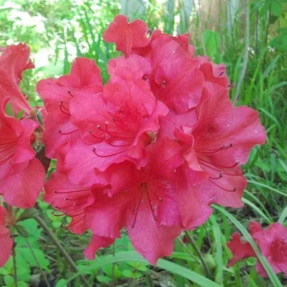 Azalea Johanna - View 2 from www redcrocus com