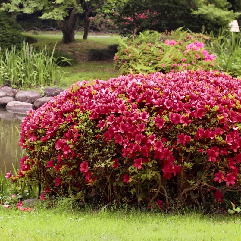 Azalea Johanna - View 3 from www redcrocus com
