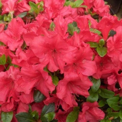 Azalea Johanna - View 4 from www redcrocus com