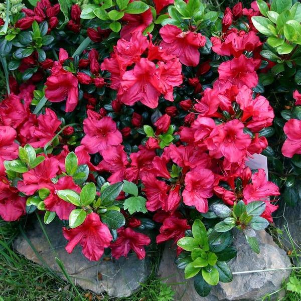 Azalea Johanna - View 6 from www redcrocus com
