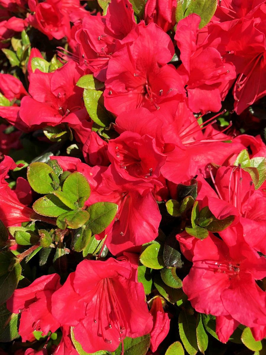 Azalea Johanna - View 7 from www redcrocus com