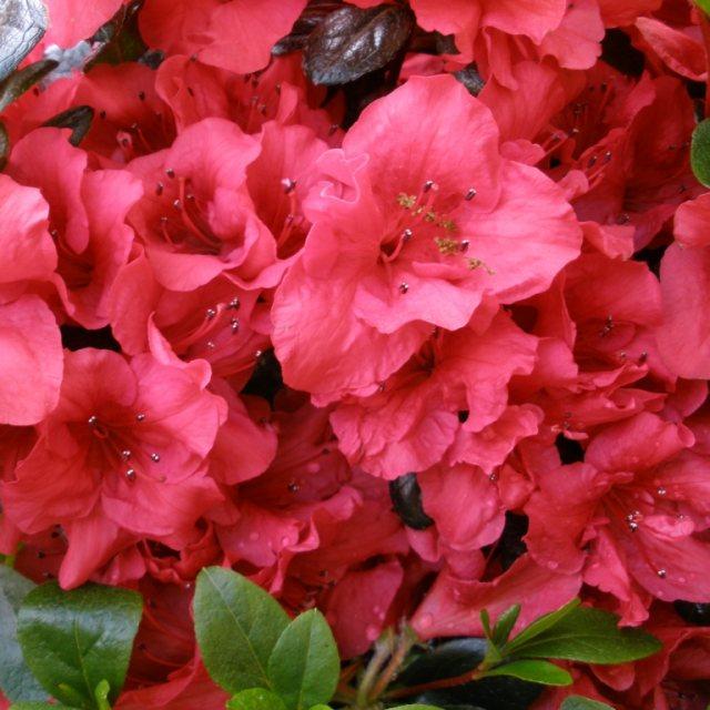 Azalea Johanna - View 8 from www redcrocus com