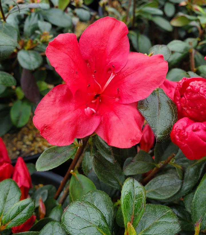 Azalea Johanna - View 9 from www redcrocus com