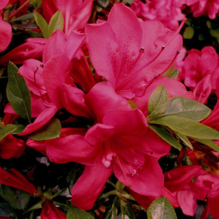 Azalea 'mother's Day' - View 9 from www redcrocus com