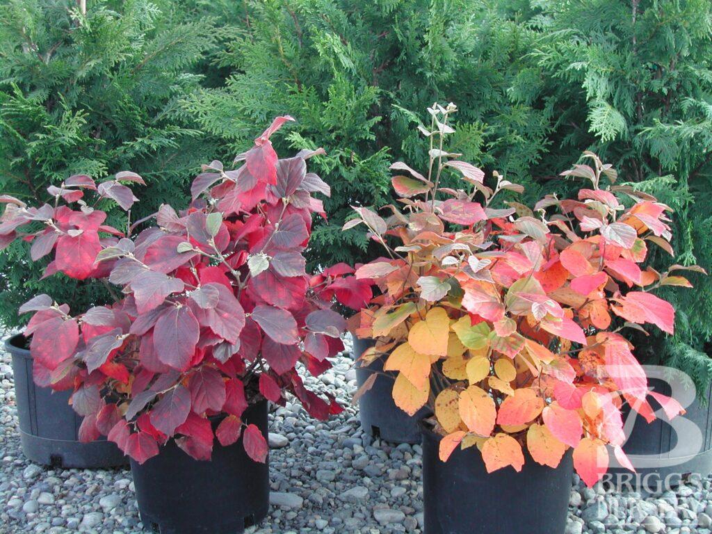 Fothergilla Major Mount Airy - View 11 from www redcrocus com
