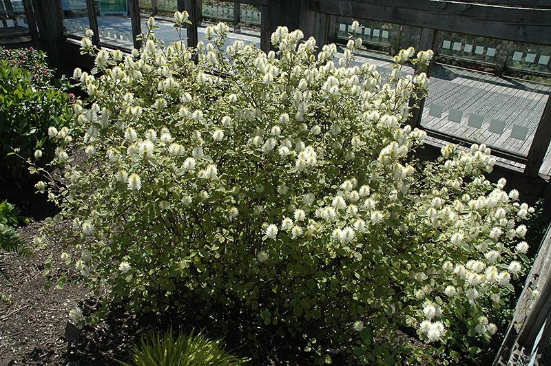 Fothergilla Major Mount Airy - View 17 from www redcrocus com