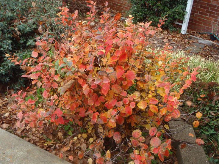 Fothergilla Major Mount Airy - View 18 from www redcrocus com