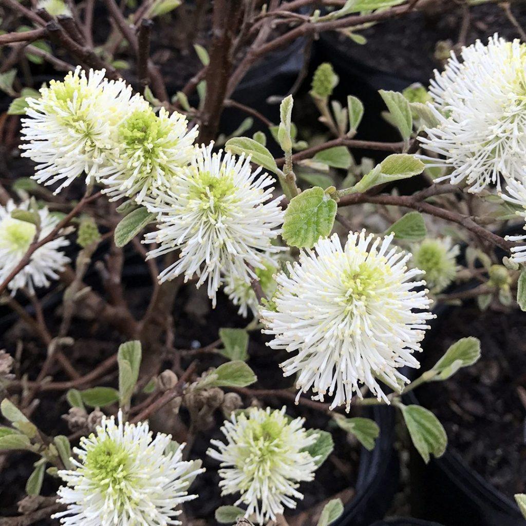Fothergilla Major Mount Airy - View 1 from www redcrocus com