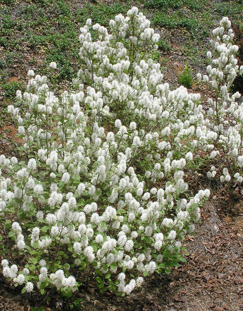 Fothergilla Major Mount Airy - View 3 from www redcrocus com