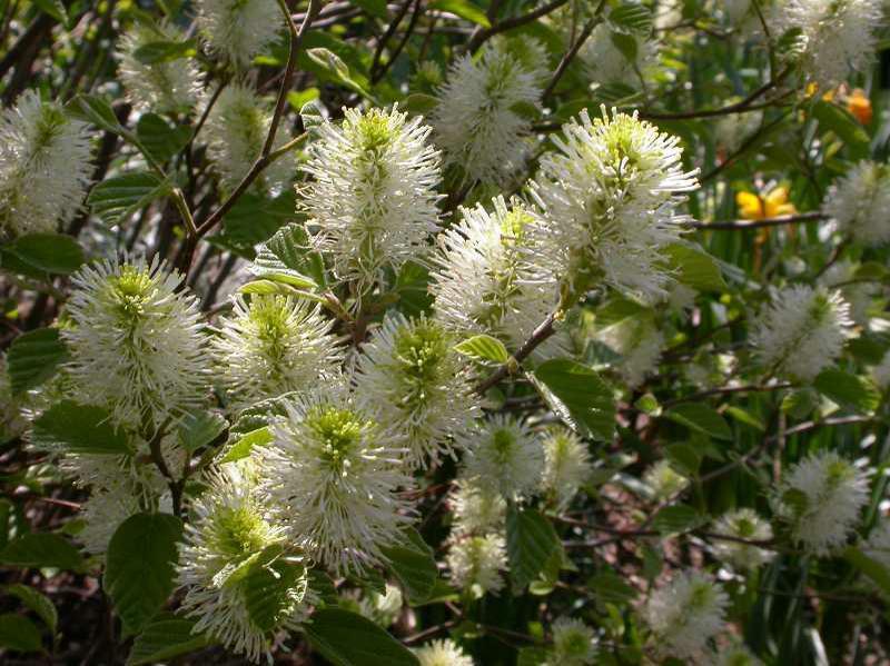 Fothergilla Major Mount Airy - View 9 from www redcrocus com