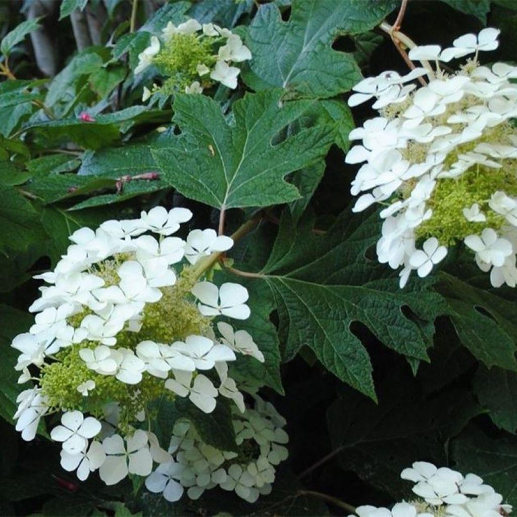 Hydrangea Quercifolia Sike S Dwarf - View 15 from www redcrocus com