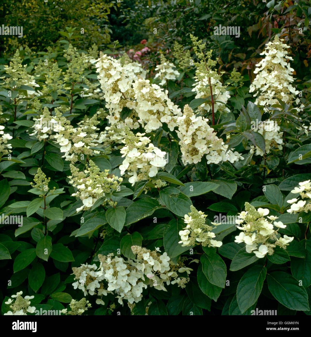 Hydrangea Paniculata Tardiva - View 10 from www redcrocus com