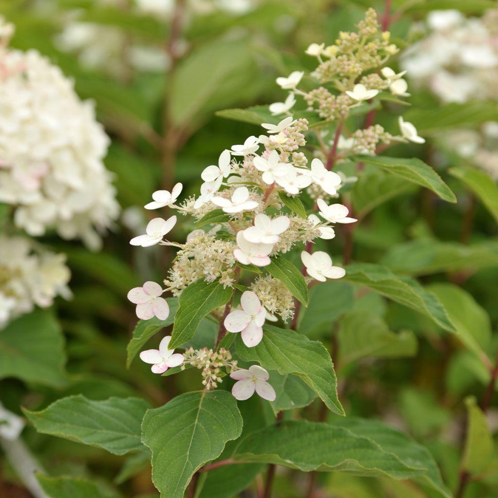 Hydrangea Paniculata Tardiva - View 13 from www redcrocus com