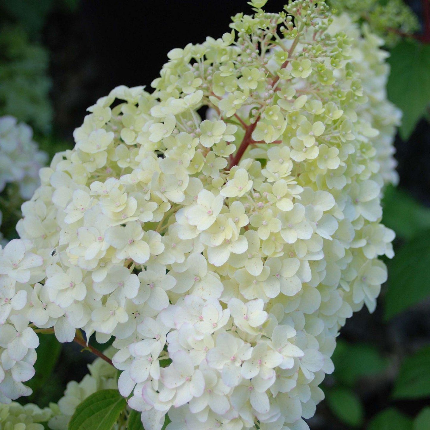 Hydrangea Paniculata Tardiva - View 2 from www redcrocus com