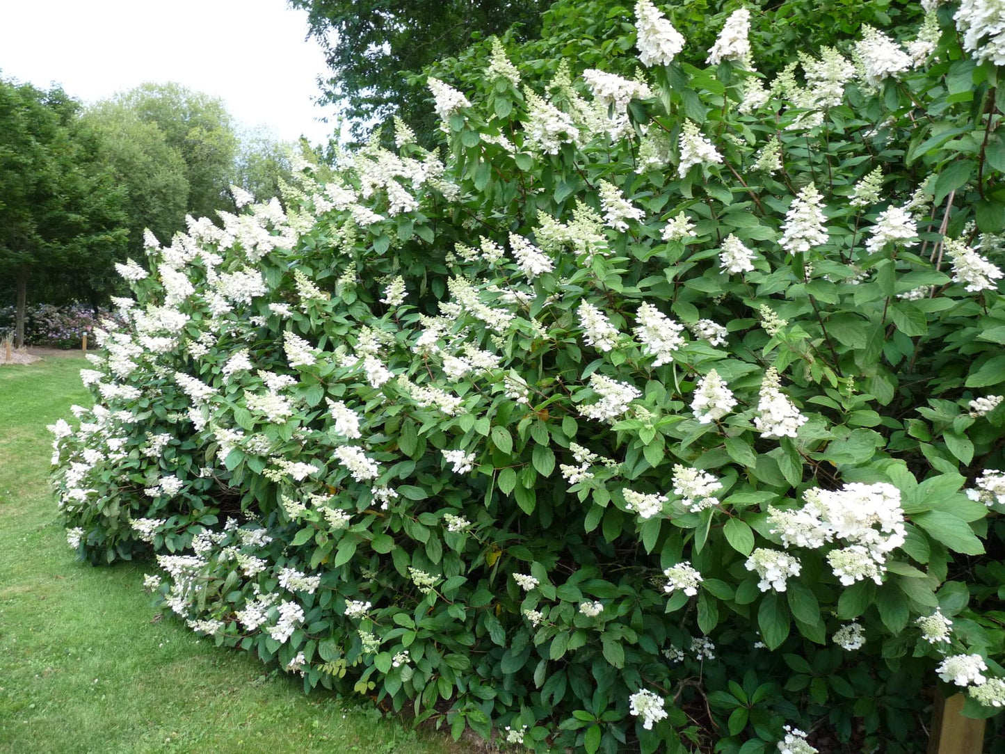 Hydrangea Paniculata Tardiva - View 3 from www redcrocus com