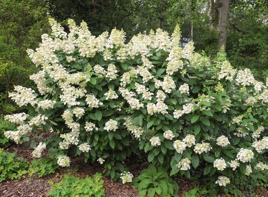 Hydrangea Paniculata Tardiva - View 4 from www redcrocus com