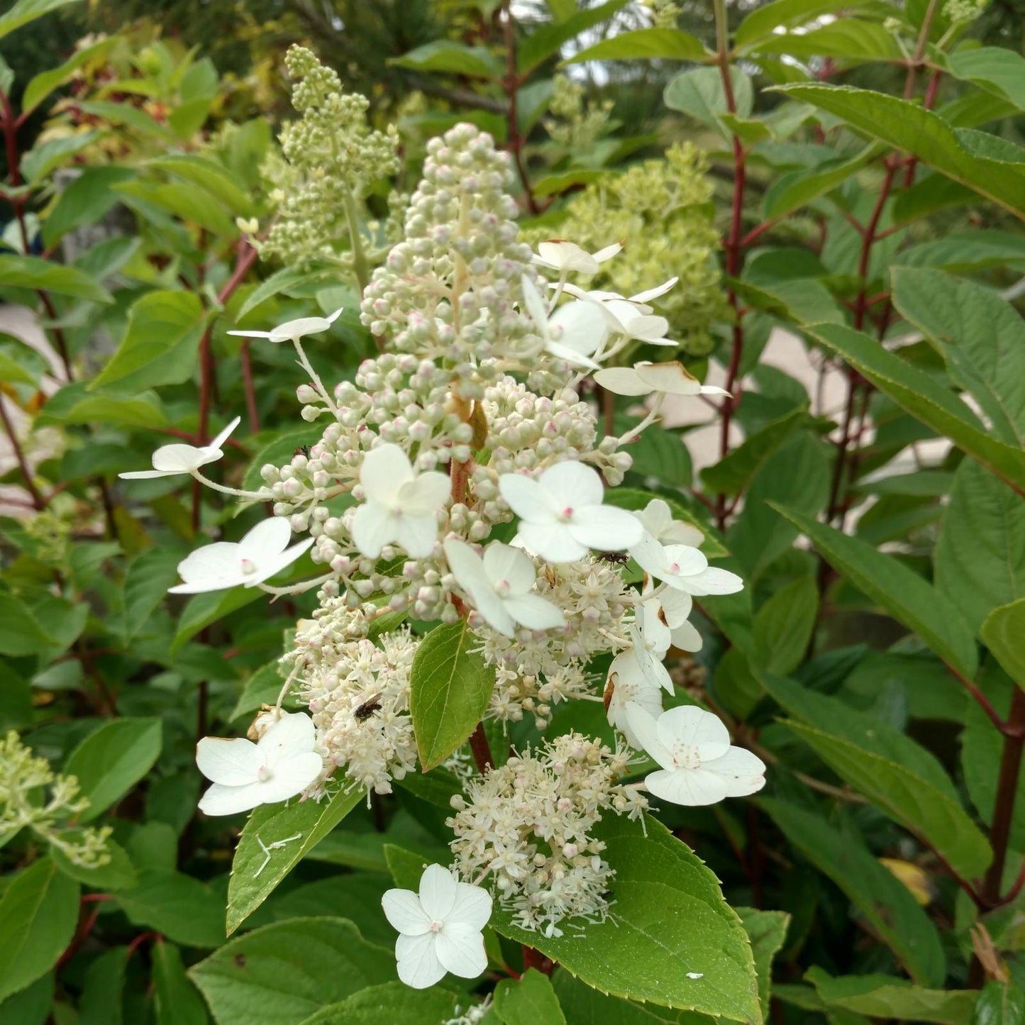 Hydrangea Paniculata Tardiva - View 5 from www redcrocus com
