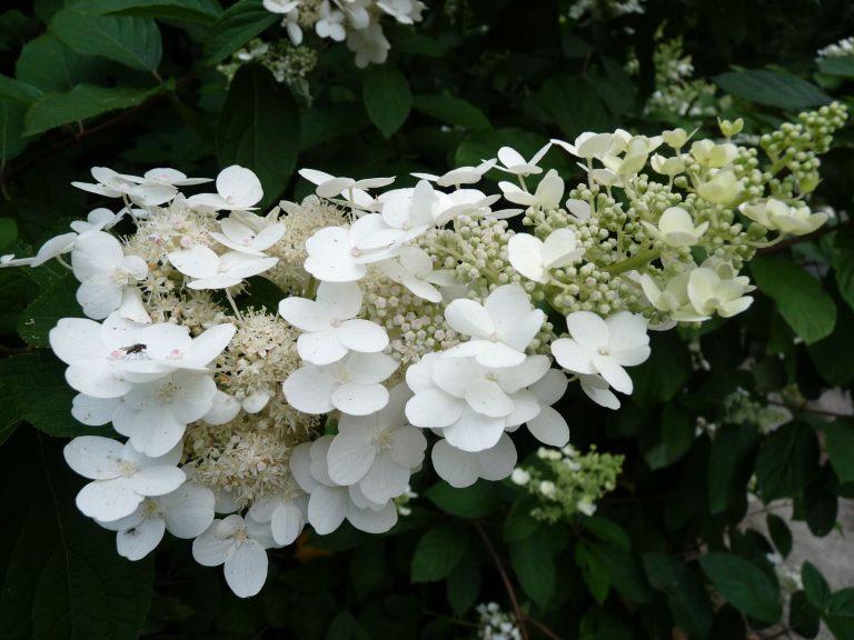 Hydrangea Paniculata Tardiva - View 7 from www redcrocus com