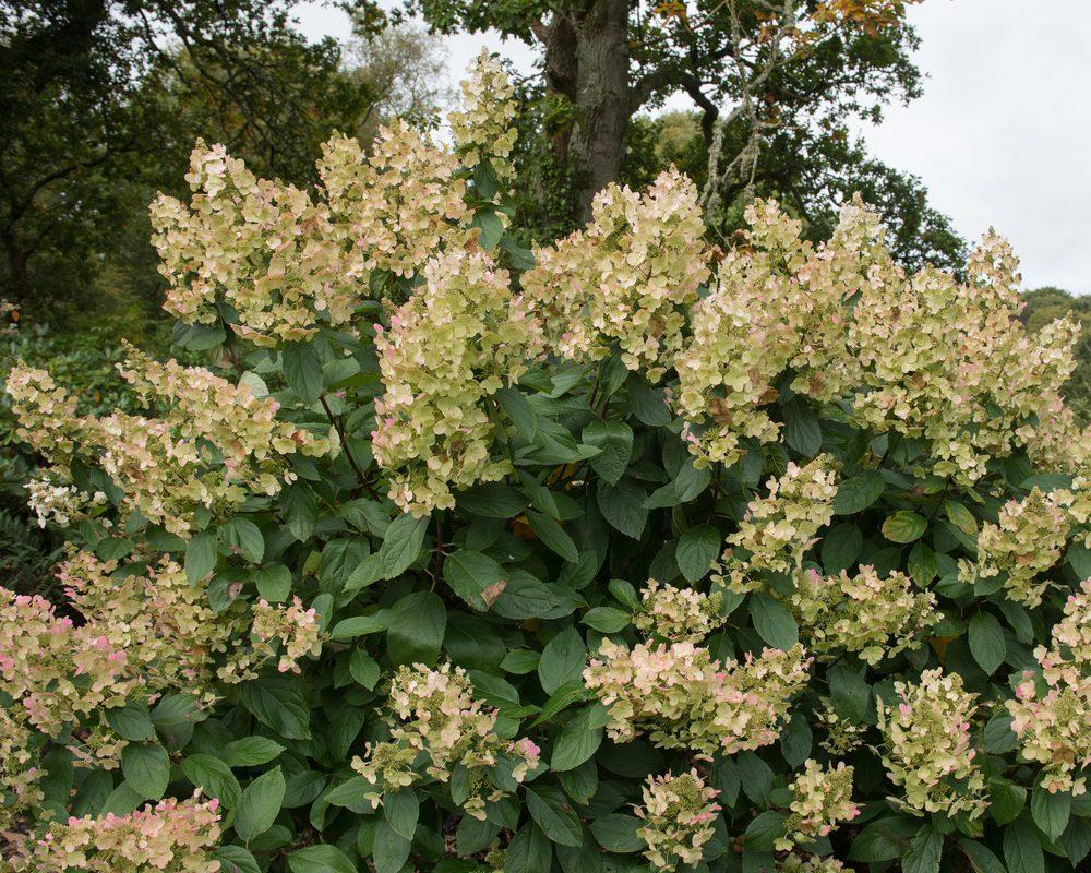Hydrangea Paniculata Tardiva - View 9 from www redcrocus com