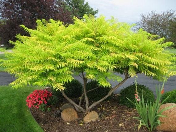 Rhus Typhina Tiger Eyes - View 13 from www redcrocus com