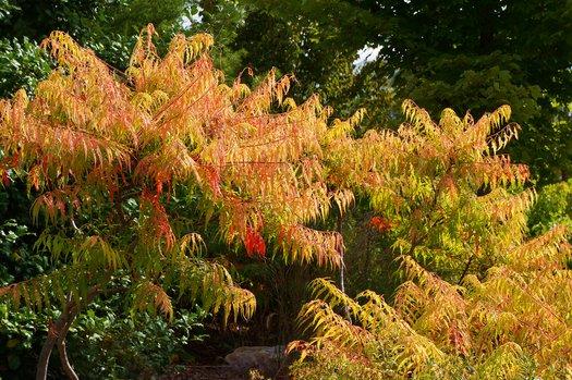 Rhus Typhina Tiger Eyes - View 16 from www redcrocus com