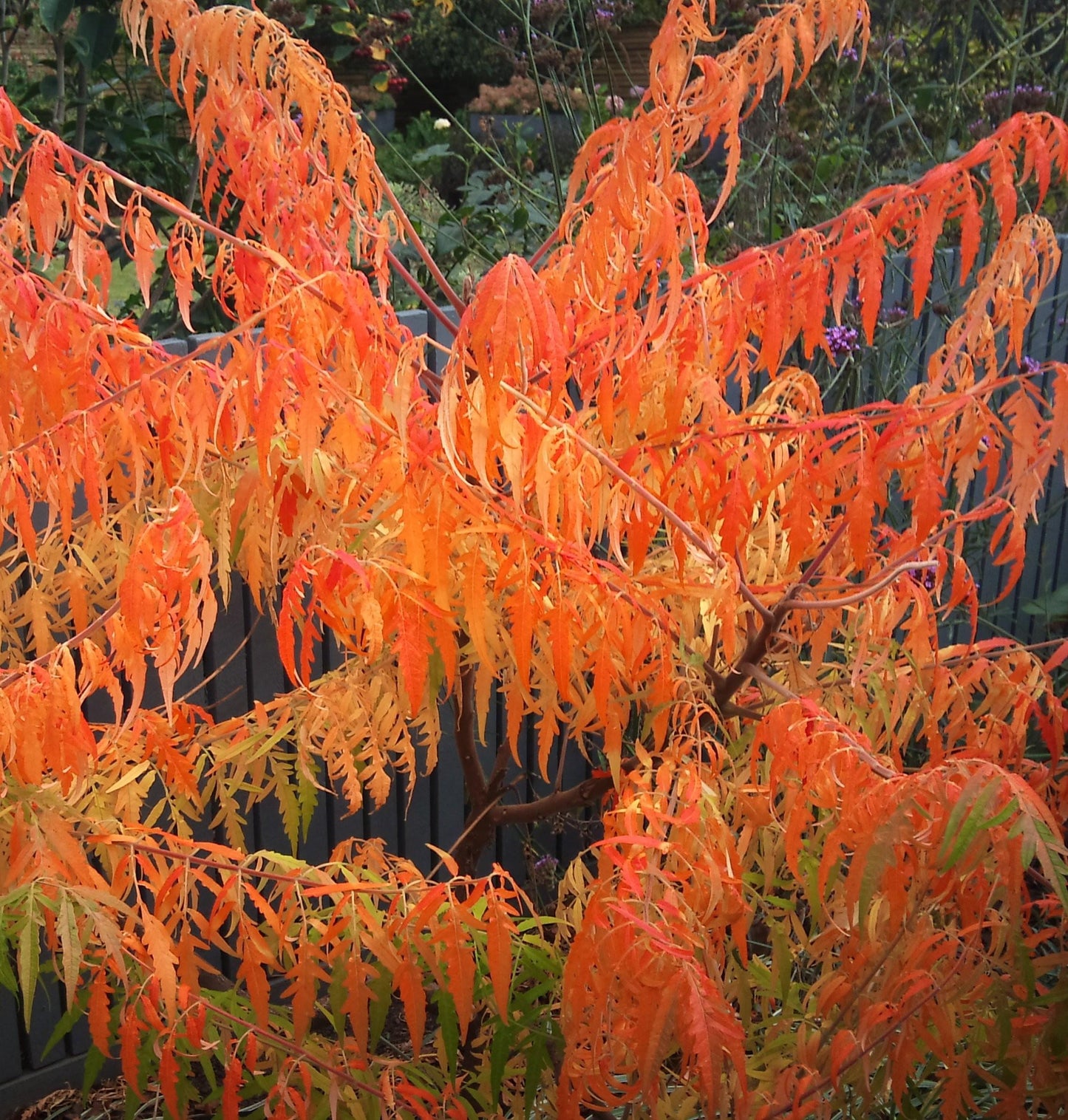 Rhus Typhina Tiger Eyes - View 17 from www redcrocus com