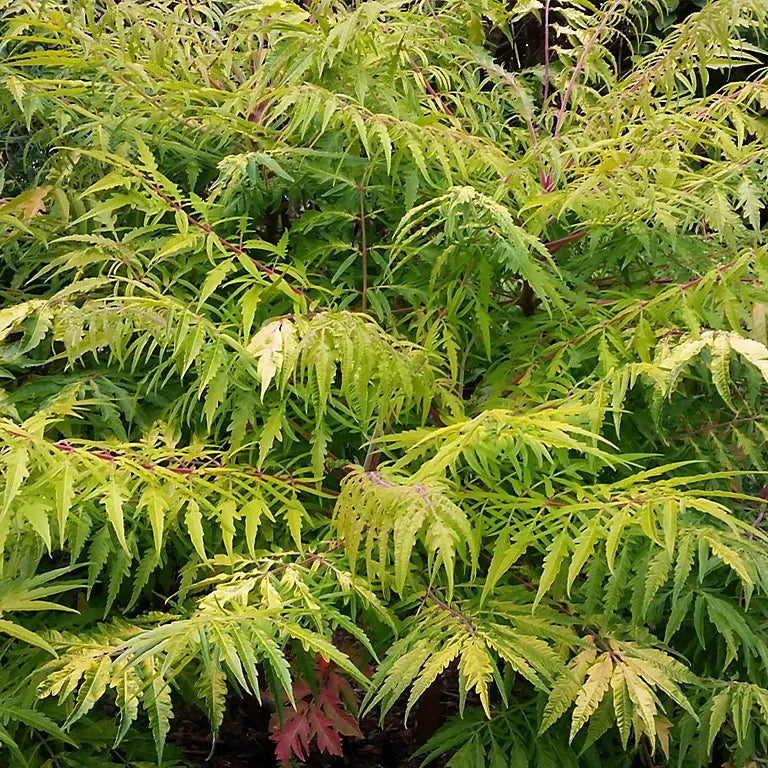 Rhus Typhina Tiger Eyes - View 18 from www redcrocus com