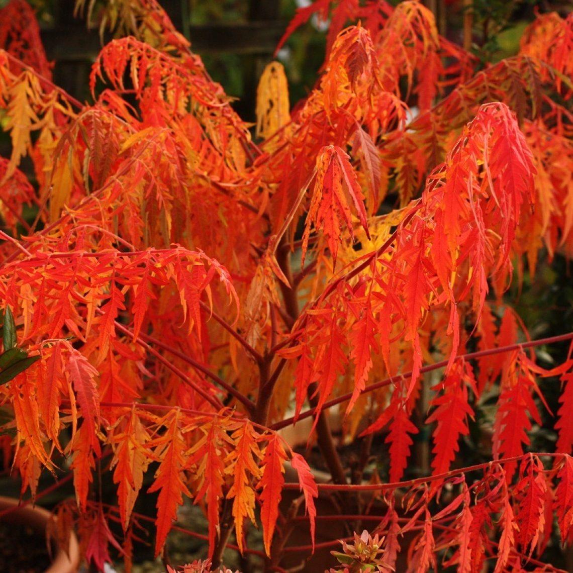 Rhus Typhina Tiger Eyes - View 18 from www redcrocus com