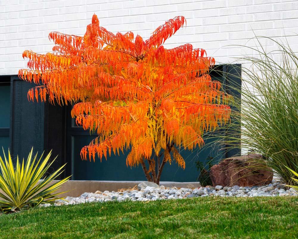 Rhus Typhina Tiger Eyes - View 1 from www redcrocus com