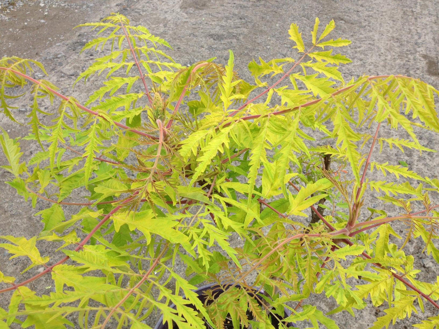 Rhus Typhina Tiger Eyes - View 20 from www redcrocus com