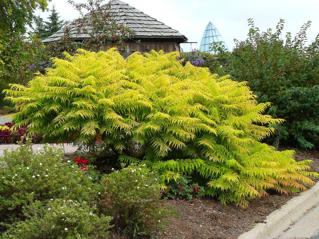 Rhus Typhina Tiger Eyes - View 2 from www redcrocus com