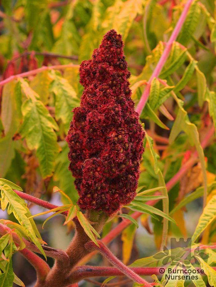 Rhus Typhina Tiger Eyes - View 5 from www redcrocus com