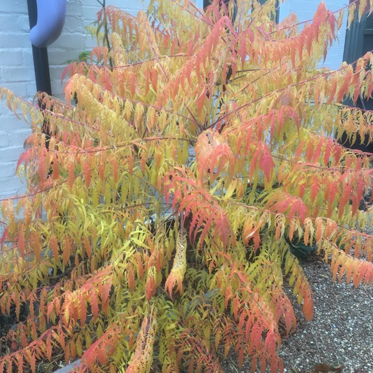 Rhus Typhina Tiger Eyes - View 7 from www redcrocus com