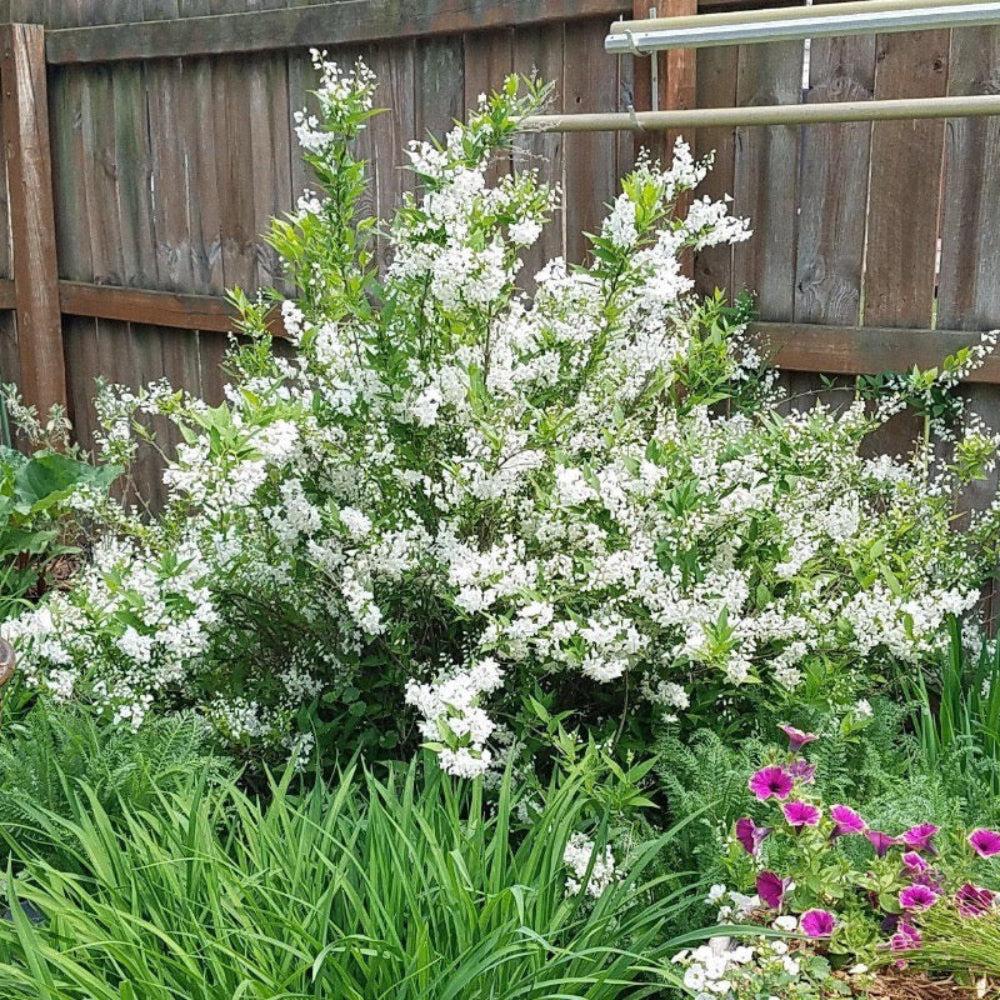 Deutzia Gracilis 'nikko' - View 37 from www redcrocus com
