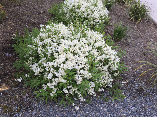 Deutzia Gracilis 'nikko' - View 8 from www redcrocus com