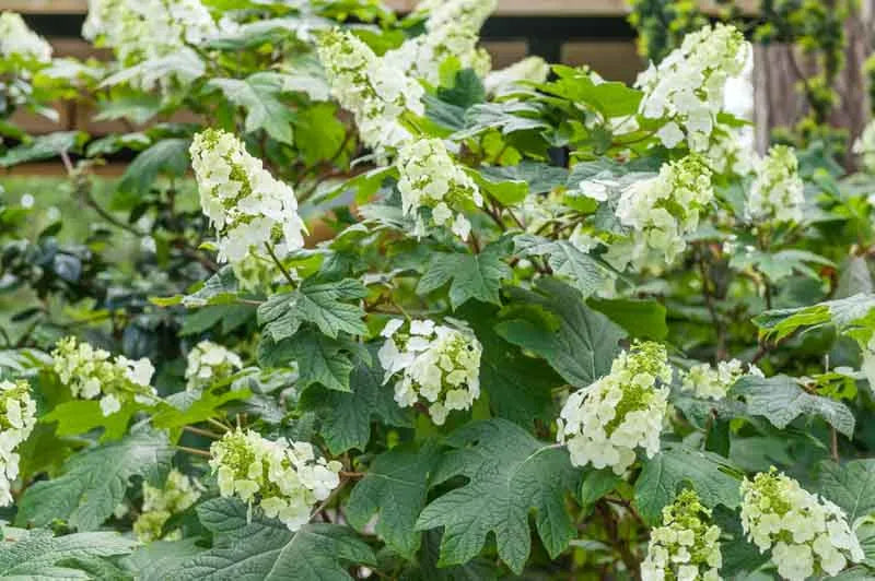 Hydrangea Quercifolia Snow Queen - View 12 from www redcrocus com