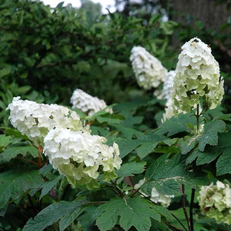 Hydrangea Quercifolia Snow Queen - View 14 from www redcrocus com