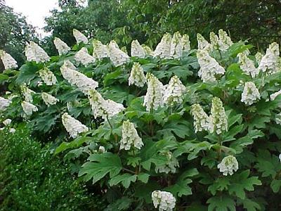 Hydrangea Quercifolia Snow Queen - View 17 from www redcrocus com