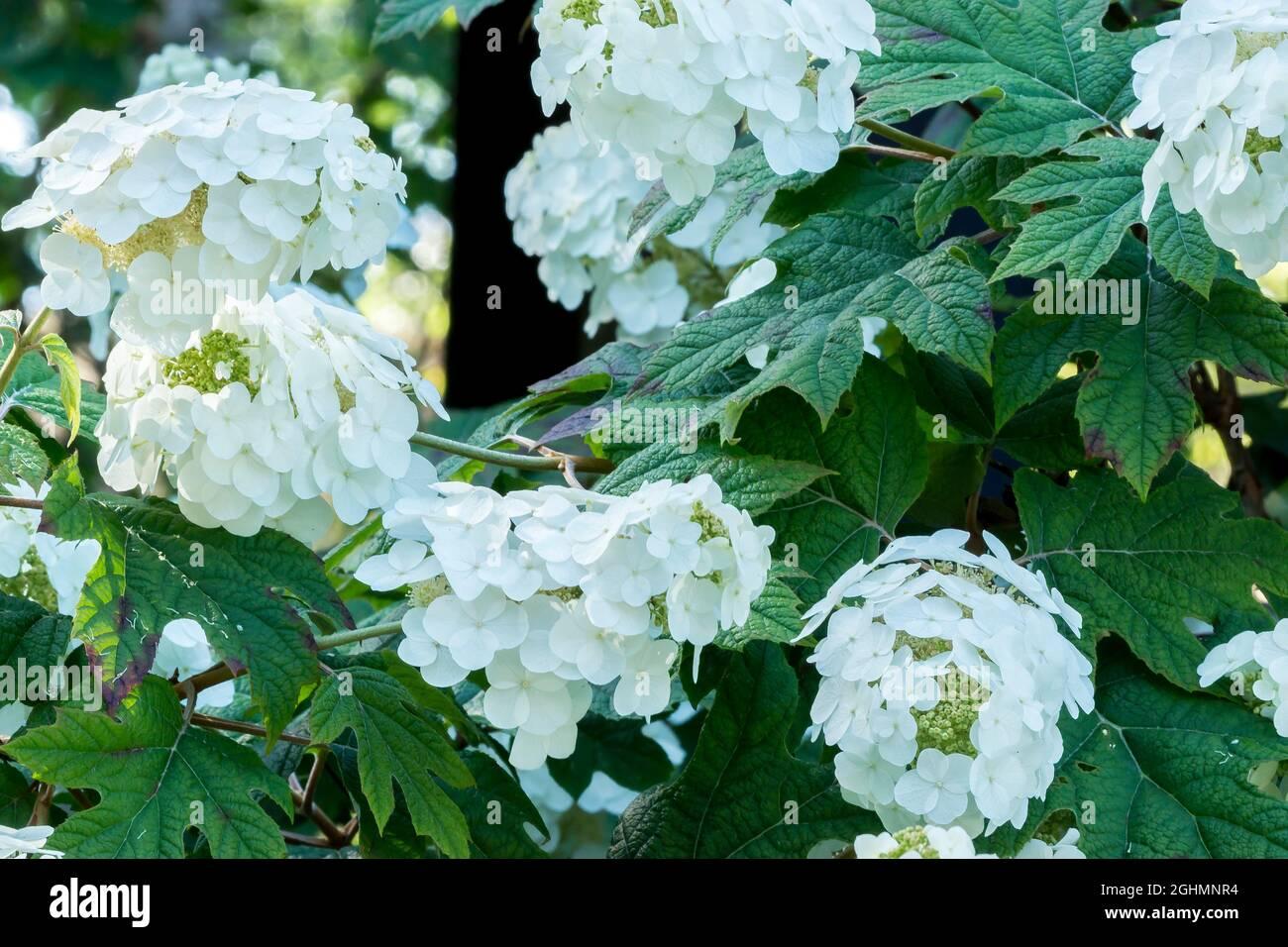 Hydrangea Quercifolia Snow Queen - View 3 from www redcrocus com